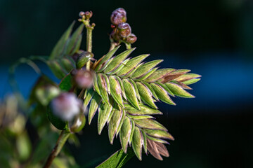 close up of pine needles