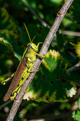 grasshopper on the grass
