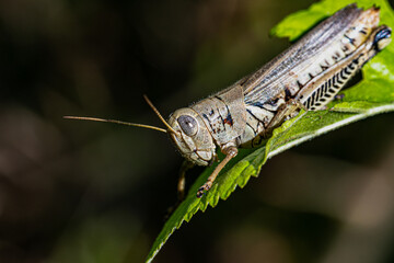 grasshopper on a leaf