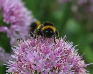 Bee on flower