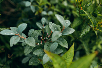 leaves and bee