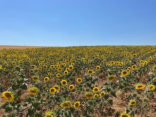 Obraz premium Sunflower