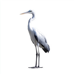 Obraz premium A solitary white heron stands against a plain white background, showcasing its elegant posture and detailed feathers.