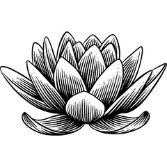 Hand drawn Lotus Flower Sketch Illustration Engraving Woodcut Line Art Vintage Style