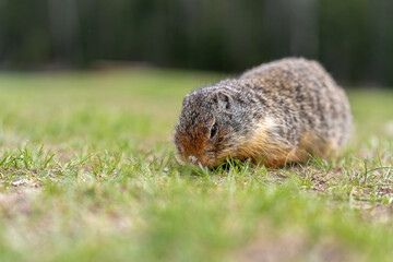 Friendly bc ground squirrel