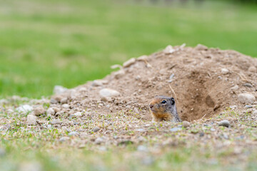 Friendly bc ground squirrel