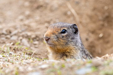 Friendly bc ground squirrel