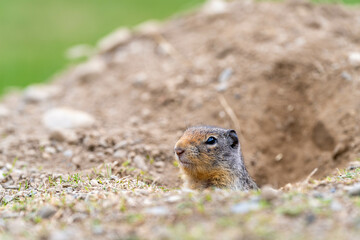 Friendly bc ground squirrel