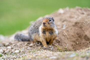 Friendly bc ground squirrel