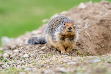 Friendly bc ground squirrel