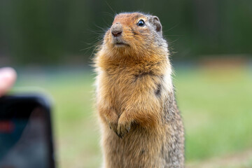 Friendly bc ground squirrel