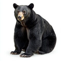 Fototapeta premium A black bear is sitting on a white background