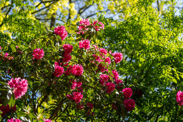 Obraz premium flowers in the garden