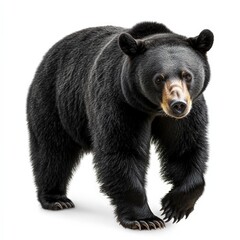 A black bear is walking on a white background