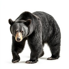 Fototapeta premium A black bear is walking on a white background