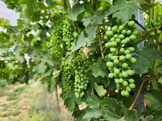 Green grapes on the vine in a vineyard in the countryside.