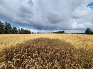 golden wheat field under blue sky with white clouds, agriculture background