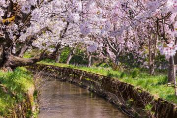 日本さくら名所100選　青森県弘前市　弘前公園の桜