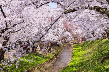 日本さくら名所100選　青森県弘前市　弘前公園の桜