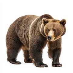 Fototapeta premium A large brown bear stands on a white background