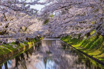 日本さくら名所100選　青森県弘前市　弘前公園の桜