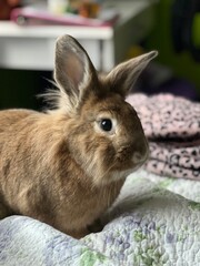 Lionhead Rabbit