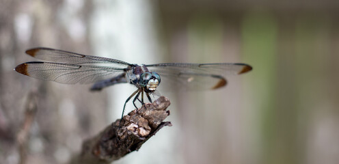 dragonfly on a branch