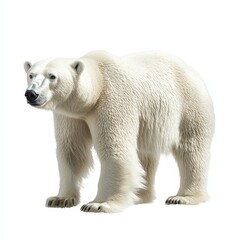 A polar bear stands on a white background