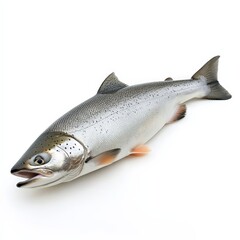 Obraz premium A large fish with a white belly and a black head