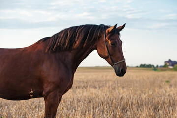  portrait of beautiful bay sportive  horse posing  at ripe rye meadow at sunny evening.