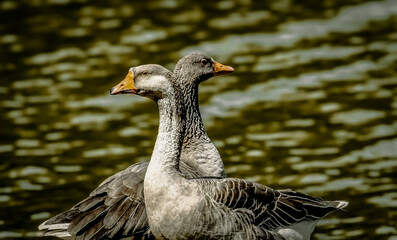 Ducks in Teresópolis, Brazil