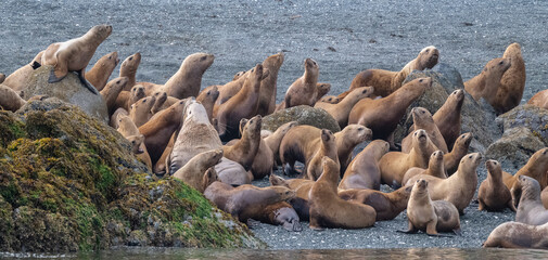 Steller Sea Lions, The Brothers Island,
