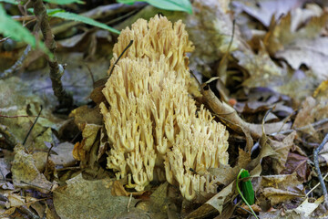Coral mushroom 2