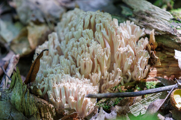 coral mushroom