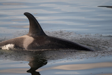 Fototapeta premium Swimming Orca, Frederick Sound