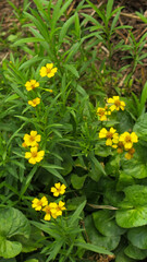 yellow flower of Tagetes lucida, also known as sweetscented marigold, Mexican mint marigold,&nbsp;Mexican tarragon,&nbsp;sweet mace,&nbsp;or Texas tarragon.  a medicinal plant and culinary herb.