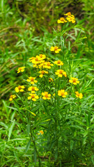 Obraz premium yellow flower of Tagetes lucida, also known as sweetscented marigold, Mexican mint marigold,&nbsp;Mexican tarragon,&nbsp;sweet mace,&nbsp;or Texas tarragon. a medicinal plant and culinary herb.