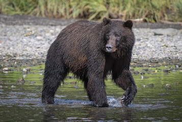 Brown Bear Eye to Eye