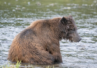 Resting Brown Bear
