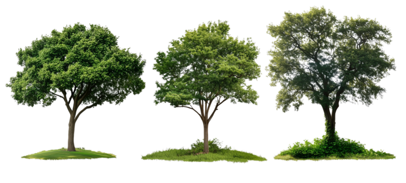Different trees with green foliage, each with varying shapes and sizes, displayed against a transparent, isolated background