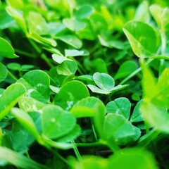 close up cloverleaf 