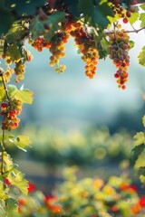 Fototapeta premium Background template with copy space of grape leaf and vine