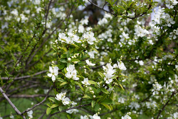 Exochorda racemosa Snow Mountain white flowering shrub, ornamental plant in bloom, green leaves on branches close up