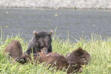 Nursing Brown Bear Cub, Pack Creek © Betty Sederquist