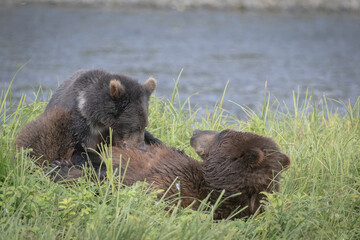 Nursing Brown Bear Cub, Pack Creek © Betty Sederquist