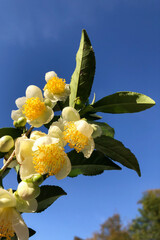 Tea leaf and white flower in tea plantation. Flower of tea on trunk. Beautiful and fresh white tea...
