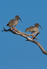 Plumbeous ibis,Theristicus caerulescens, Pantanal, Mato Grosso, Brazil.