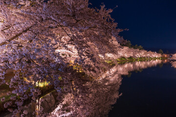 日本さくら名所100選　青森　弘前公園　夜桜ライトアップ