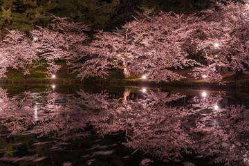 日本さくら名所100選　青森　弘前公園　夜桜ライトアップ