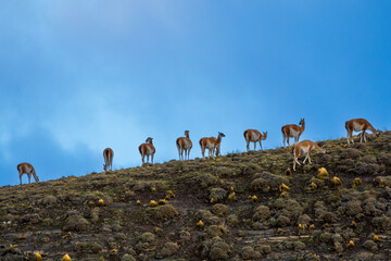 Guanacos grazing,Torres del Paine National Park, Patagonia, Chile.